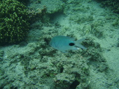 Abudefduf sparoides