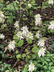 Fothergilla ×intermedia