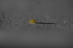 Deuterosminthurus pallipes