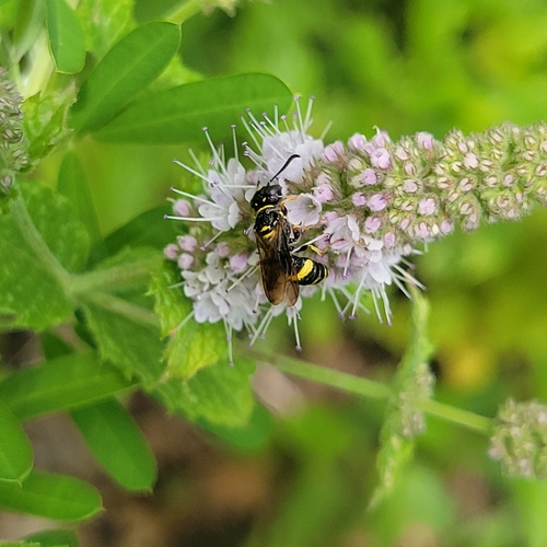 Hump-backed Beewolf