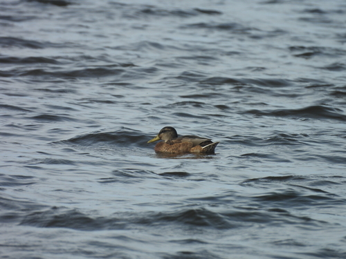 iNaturalist image