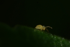 Deuterosminthurus pallipes