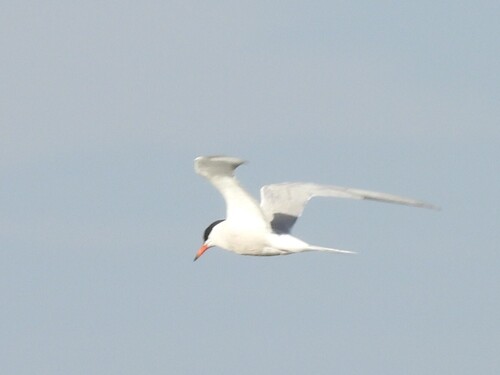 iNaturalist image