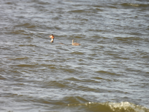 iNaturalist: (c) Dmitry Pavlov, some rights reserved (CC BY-NC), uploaded by Dmitry Pavlov iNaturalist image