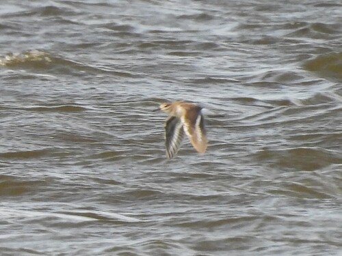 iNaturalist image