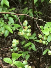 Vaccinium formosum