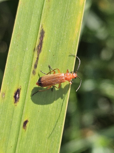 Common Red Soldier Beetle