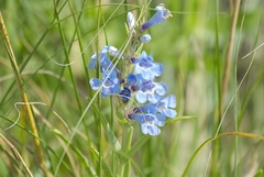 Penstemon angustifolius