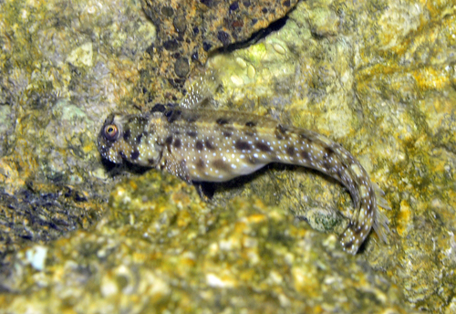 Praealticus bilineatus observed 2026-07-12