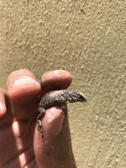 Sceloporus