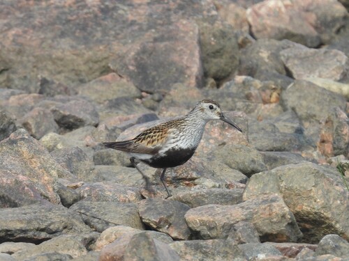 iNaturalist image