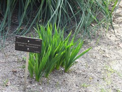 Asphodelus macrocarpus