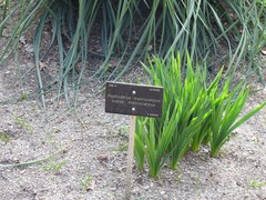 Asphodelus macrocarpus