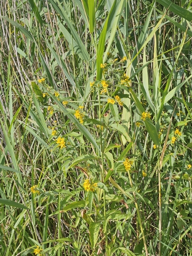 Yellow Loosestrife