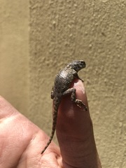 Sceloporus