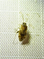 Hamatophylus guttulosus