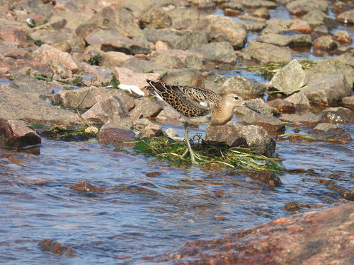 iNaturalist image