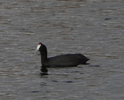 iNaturalist: (c) Chris Laidler, some rights reserved (CC BY-NC), uploaded by Chris Laidler iNaturalist image