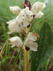Orobanche caryophyllacea