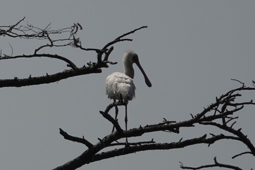 iNaturalist image