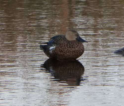 iNaturalist image