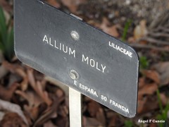 Allium moly