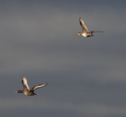 iNaturalist image