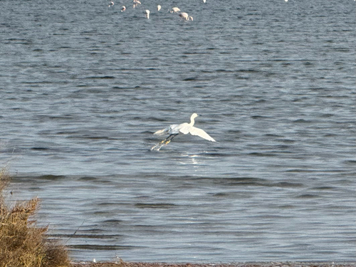 iNaturalist image