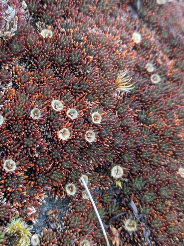 Donatia novae-zelandiae observed 2026-07-23