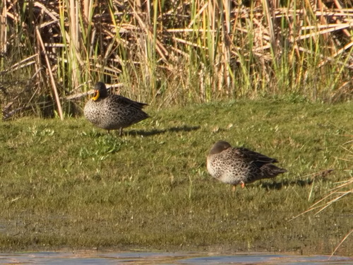 iNaturalist: (c) Chris Laidler, some rights reserved (CC BY-NC), uploaded by Chris Laidler iNaturalist image