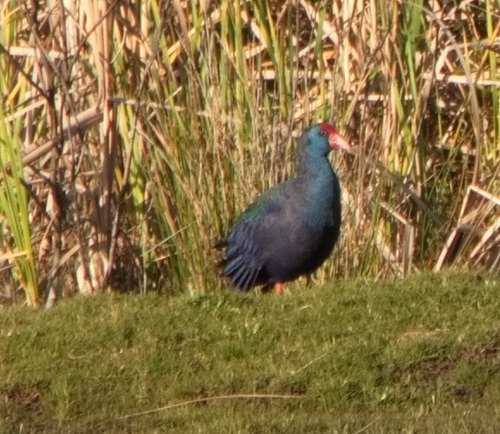 iNaturalist image