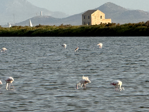 iNaturalist image