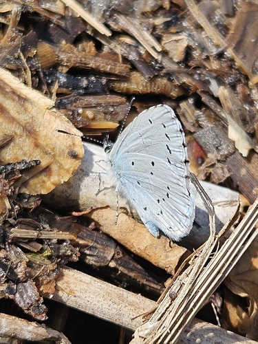 Holly Blue