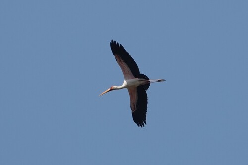 iNaturalist image