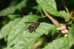 Xylocopa artifex