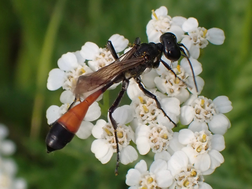 Red-belted Sand Wasp
