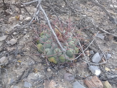 Thelocactus hexaedrophorus