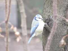 Cyanistes caeruleus