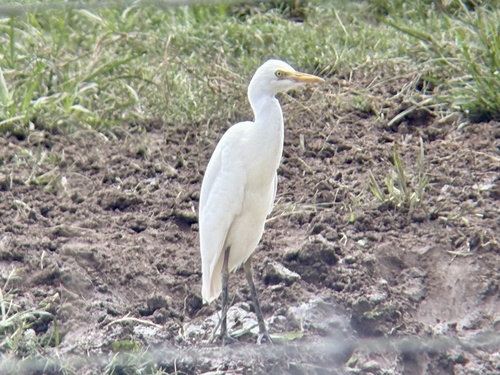 iNaturalist: (c) Greg Hays, some rights reserved (CC BY-NC), uploaded by Greg Hays iNaturalist image