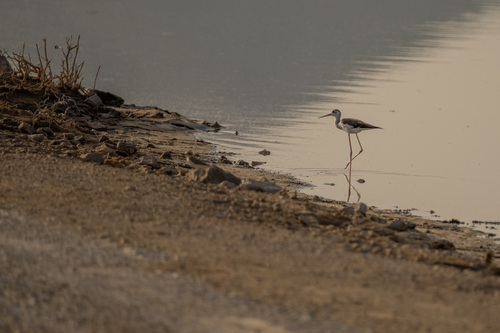 iNaturalist image
