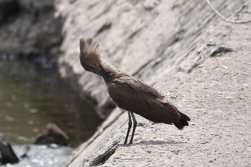 iNaturalist image
