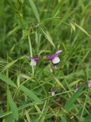Vicia bithynica