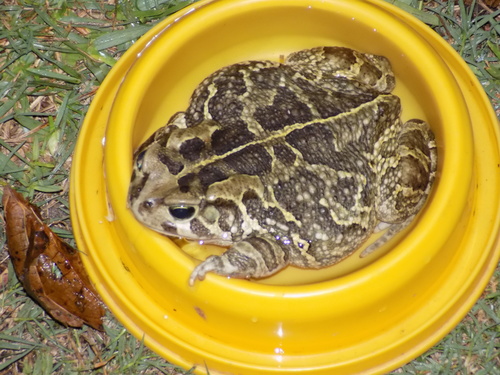 Western Leopard Toad, Ferness, Cape Town, 7800, South Africa, photo 3 of 10