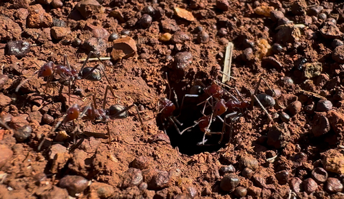 Southern Meat Ant