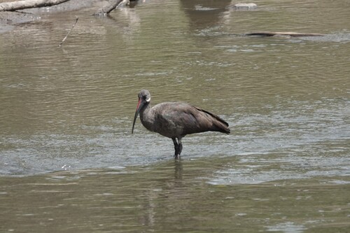 iNaturalist image