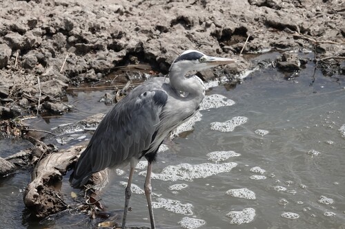 iNaturalist image