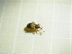 Lignyodes horridulus