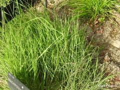 Brachypodium phoenicoides