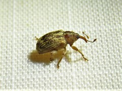 Lignyodes horridulus