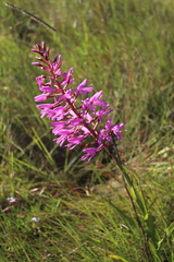 Disa nervosa